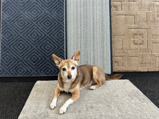 Meet Skippy, Our Mascot