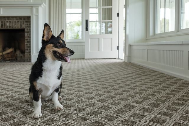 dog on carpet from McMillen's Carpet Outlet in Clarion