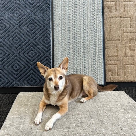 McMillen's Carpet Project Photos